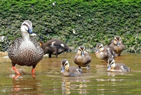 親鳥について水辺を泳ぐカルガモのひなたち＝神戸市東灘区、住吉川