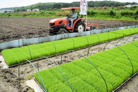６月上旬の田植えに向けて作業をする農家。青々とした山田錦の苗が準備されている＝小野市住吉町