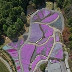 高度約１４０メートルから眺めると、ピンク色のじゅうたんを敷き詰めたような光景が広がっていた＝三田市永沢寺