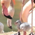 愛らしい様子を見せるフラミンゴのひな＝神戸市灘区王子町３、神戸市立王子動物園