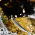 落差のあるせきで、水流に逆らいながら上流を目指す稚アユ＝神戸市東灘区の住吉川