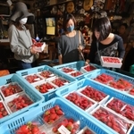 イチゴ狩り客が激減している神戸・大沢地区から岡本商店街の有志が大量に買い取り、注文客に引き取られるイチゴ＝神戸市東灘区岡本１（撮影・吉田敦史）