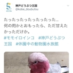 神戸どうぶつ王国の公式ツイッターが５月８日に投稿したモモイロインコの動画