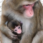 新型コロナウイルスの影響で休業が続く「神戸モンキーズ劇場」で５月１日に生まれた「きなこ」の赤ちゃん＝神戸市北区大沢町上大沢、フルーツフラワーパーク