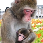 母猿の「きなこ」（左）に抱かれる赤ちゃん猿。休業が続く「神戸モンキーズ劇場」のスタッフに活気をもたらしている＝神戸市北区大沢町上大沢