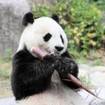 中国への返還が決まった王子動物園のパンダ「タンタン」＝１９日午後、神戸市灘区、王子動物園（撮影・鈴木雅之）