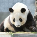 中国へ帰ることが決まった神戸市立王子動物園の「タンタン」。ひと目見ようと、入園申し込みが相次いでいる＝神戸市灘区王子町３（撮影・鈴木雅之）