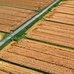 黄金色に輝く大麦畑。コンバインで収穫が進む＝兵庫県稲美町加古（小型無人機で撮影）