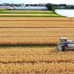 黄金色に輝く大麦畑。コンバインで収穫が進む＝兵庫県稲美町加古（小型無人機で撮影）