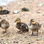 カルガモのひなたち＝神戸市東灘区、住吉川