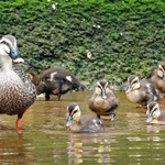 親鳥について水辺を泳ぐカルガモのひなたち＝神戸市東灘区、住吉川