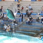 間隔を空けて座り、イルカのショーを楽しむ家族連れら＝２８日午前、神戸市立須磨海浜水族園（撮影・斎藤雅志）