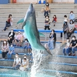間隔を空けて座り、イルカのショーを楽しむ家族連れら＝２８日午前、神戸市立須磨海浜水族園（撮影・斎藤雅志）