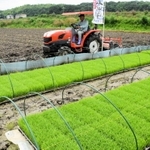 ６月上旬の田植えに向けて作業をする農家。青々とした山田錦の苗が準備されている＝小野市住吉町