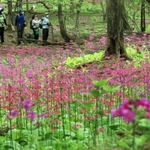 涼しい湿地で咲き誇るクリンソウ＝宍粟市千種町西河内