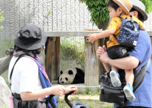 再開した王子動物園でパンダのタンタンを見学する親子連れ＝１日午前、神戸市灘区王子町３（撮影・後藤亮平）