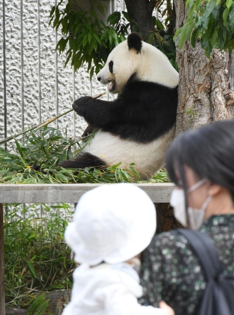 来園者が見守る中、餌を食べるジャイアントパンダ「旦旦（タンタン）」＝１日午前、神戸市灘区王子町３（撮影・後藤亮平）