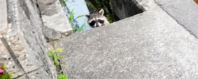 公園横の溝に出没したアライグマ＝西宮市野間町（提供写真）