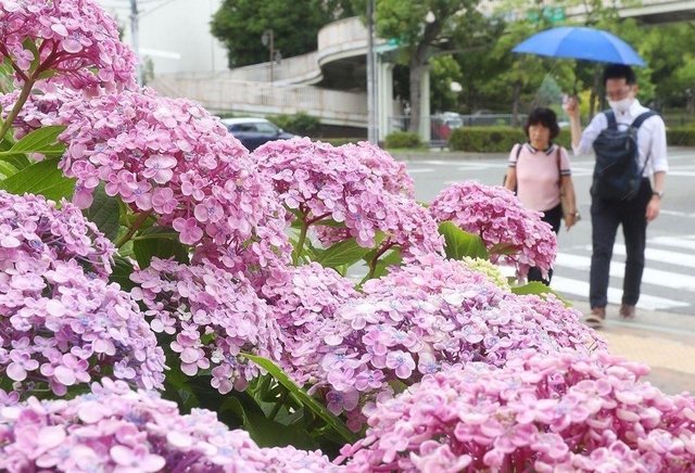 梅雨入りした街角でしっとりと咲くアジサイ＝１０日午前１１時５５分、神戸市中央区楠町５（撮影・辰巳直之）