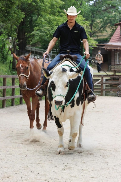 飼育員の前田さんを乗せて歩くホルスタインの「ランボルギーニ」＝神戸市灘区六甲山町、市立六甲山牧場