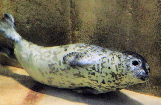 鳥取県で保護されたゴマフアザラシ＝１８日午前、豊岡市瀬戸（撮影・末吉佳希）