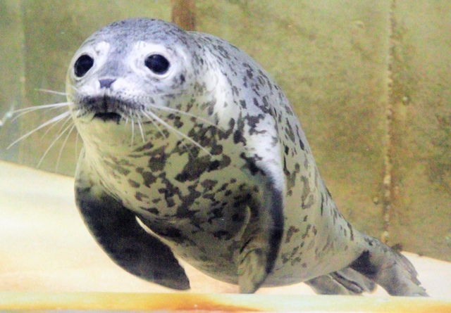 鳥取県で保護されたゴマフアザラシ＝１８日午前、豊岡市瀬戸（撮影・末吉佳希）