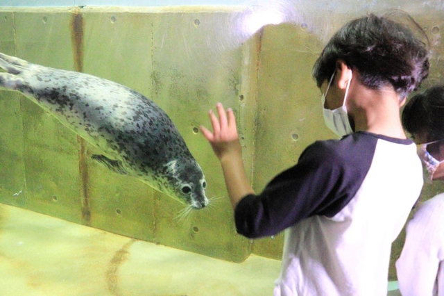 来園した子どもたちに興味を示すゴマフアザラシ＝豊岡市瀬戸、城崎マリンワールド