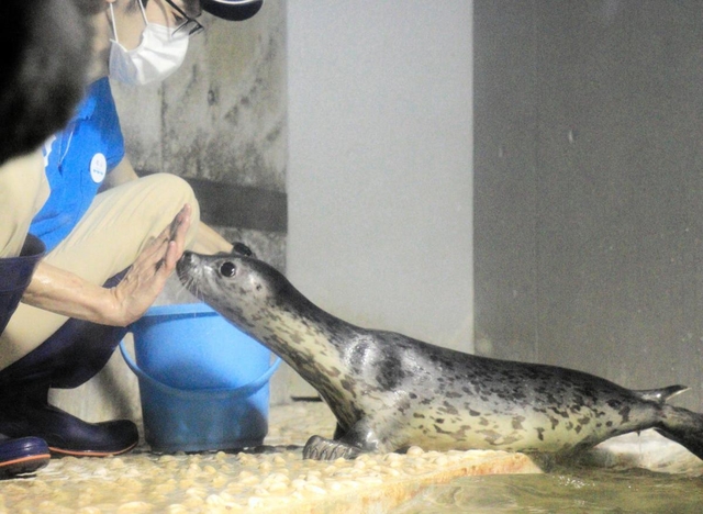 飼育員の手に鼻を近づけて餌をねだるゴマフアザラシ＝豊岡市瀬戸、城崎マリンワールド