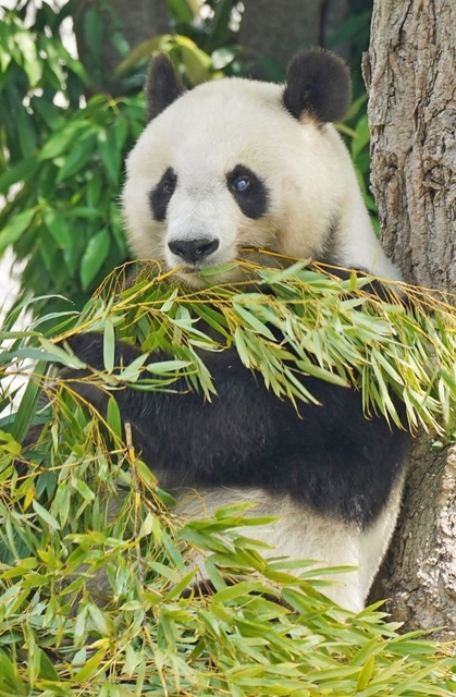 新型コロナウイルスの影響で中国への返還が延期になったジャイアントパンダの「旦旦（タンタン）」＝神戸市灘区、王子動物園（撮影・後藤亮平）