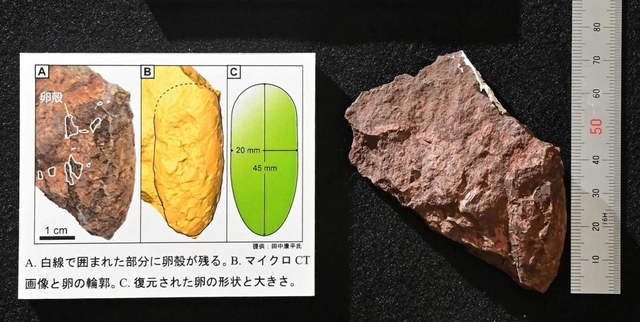 世界最小の恐竜の卵の化石「ヒメウーリサス・ムラカミイ」＝県立人と自然の博物館（撮影・秋山亮太）