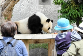 再開した王子動物園でパンダのタンタンを見学する親子連れ＝１日午前、神戸市灘区王子町３（撮影・後藤亮平）