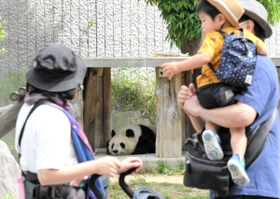 再開した王子動物園でパンダのタンタンを見学する親子連れ＝１日午前、神戸市灘区王子町３（撮影・後藤亮平）