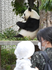 来園者が見守る中、餌を食べるジャイアントパンダ「旦旦（タンタン）」＝１日午前、神戸市灘区王子町３（撮影・後藤亮平）