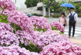 梅雨入りした街角でしっとりと咲くアジサイ＝１０日午前１１時５５分、神戸市中央区楠町５（撮影・辰巳直之）