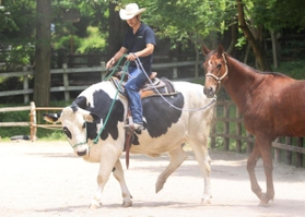 飼育員の前田浩樹さんを乗せて悠然と歩くホルスタインの「ランボルギーニ」＝神戸市灘区六甲山町、市立六甲山牧場