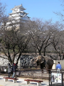 移転の公算が大きくなった姫路市立動物園。アジアゾウの「姫子」などが暮らす＝姫路市本町