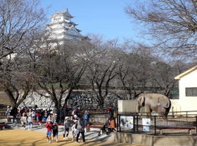 移転の公算が大きくなった姫路市立動物園。アジアゾウの「姫子」などが暮らす＝姫路市本町