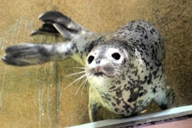 鳥取県で保護され、一般公開が始まった子どものゴマフアザラシ＝１８日午前、城崎マリンワールド（撮影・末吉佳希）