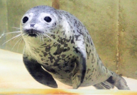 鳥取県で保護されたゴマフアザラシ＝１８日午前、豊岡市瀬戸（撮影・末吉佳希）