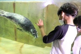 来園した子どもたちに興味を示すゴマフアザラシ＝豊岡市瀬戸、城崎マリンワールド