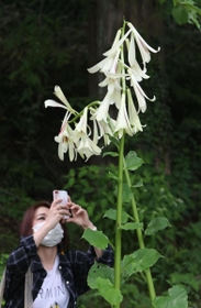 約２メートルの高さに花を咲かせているヒマラヤウバユリ＝神戸市灘区六甲山町、六甲高山植物園