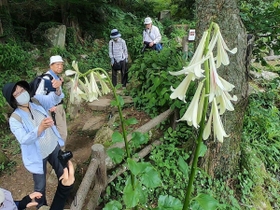 約２メートルの高さに花を咲かせているヒマラヤウバユリ＝神戸市灘区六甲山町、六甲高山植物園