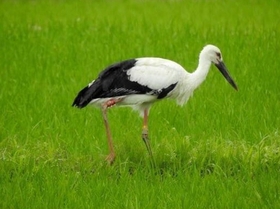 ２００羽目を数えた野外コウノトリの幼鳥＝２５日、京都府京丹後市（県立コウノトリの郷公園提供）