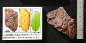 世界最小の恐竜の卵の化石「ヒメウーリサス・ムラカミイ」＝県立人と自然の博物館（撮影・秋山亮太）