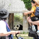 再開した王子動物園でパンダのタンタンを見学する親子連れ＝１日午前、神戸市灘区王子町３（撮影・後藤亮平）
