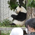 来園者が見守る中、餌を食べるジャイアントパンダ「旦旦（タンタン）」＝１日午前、神戸市灘区王子町３（撮影・後藤亮平）