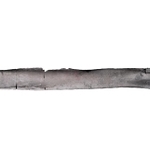 洲本市で見つかったヘスペロルニス類の骨（田中公教さん提供）