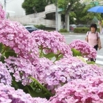 梅雨入りした街角でしっとりと咲くアジサイ＝１０日午前１１時５５分、神戸市中央区楠町５（撮影・辰巳直之）