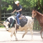 飼育員の前田浩樹さんを乗せて悠然と歩くホルスタインの「ランボルギーニ」＝神戸市灘区六甲山町、市立六甲山牧場