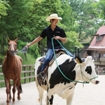飼育員の前田浩樹さんを乗せて悠然と歩くホルスタインの「ランボルギーニ」＝神戸市灘区六甲山町、市立六甲山牧場